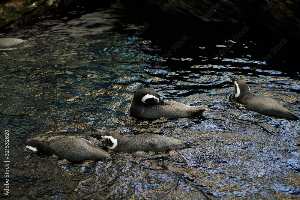 Obraz premium Pack of many little floating penguins family swimming in dark water, view from above. Lisbon Portugal aquarium oceanarium