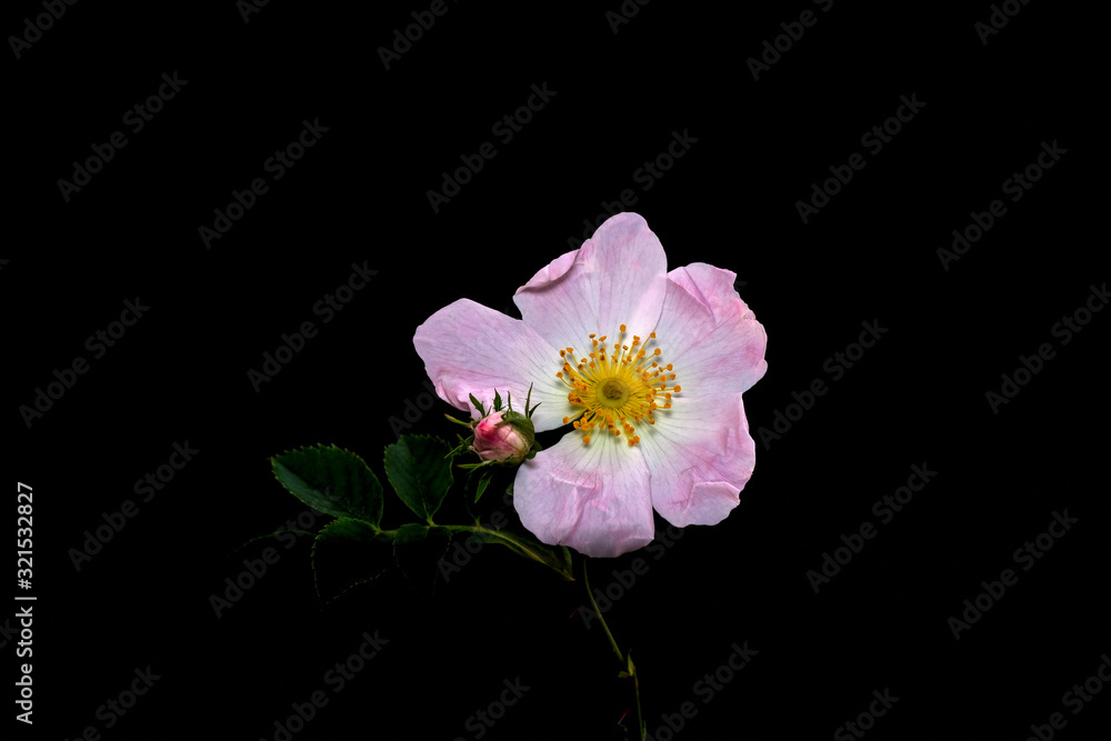 Fototapeta premium Rosa canina, commonly known as the dog rose, isolated on black background