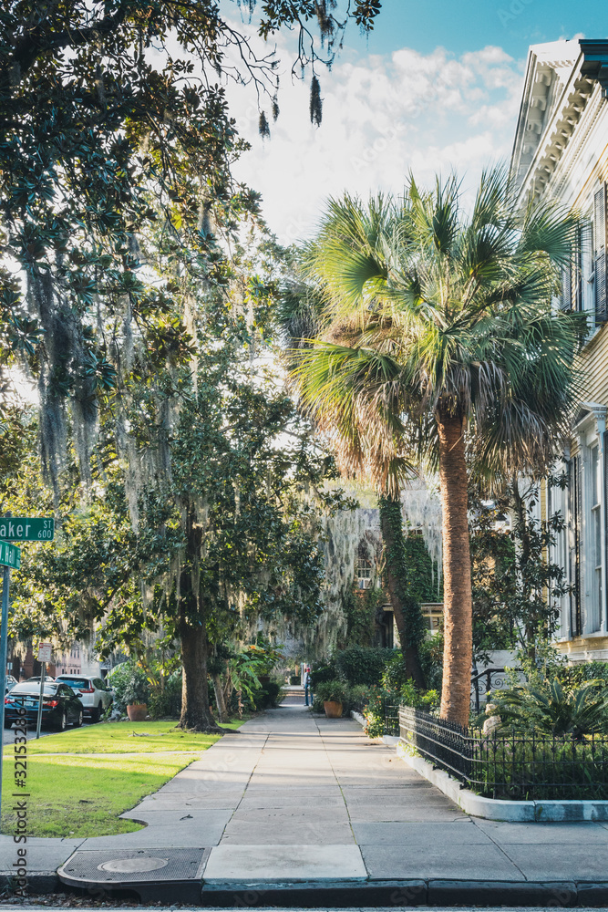 Obraz premium Savannah Sidewalk