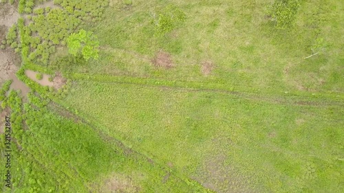 Wallpaper Mural aerial view from above of a green grassland with trees, crops and animals Torontodigital.ca