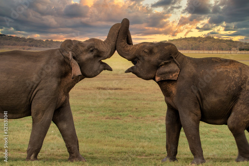 Canvas Print kissing elefants, wildlife, sunset