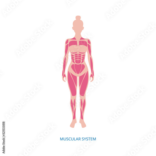 Muscular system - muscles anatomy of female body isolated on white background.