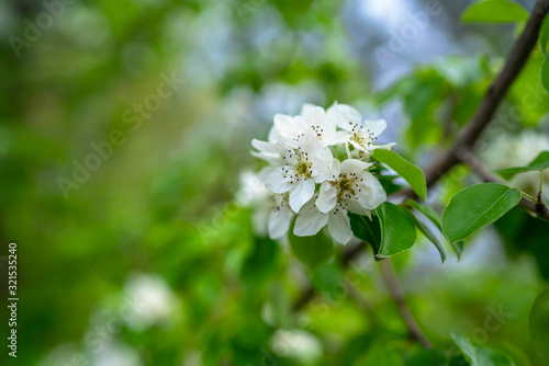 Springtime. White pear blossoms. Spring flowers on nature blurred background.