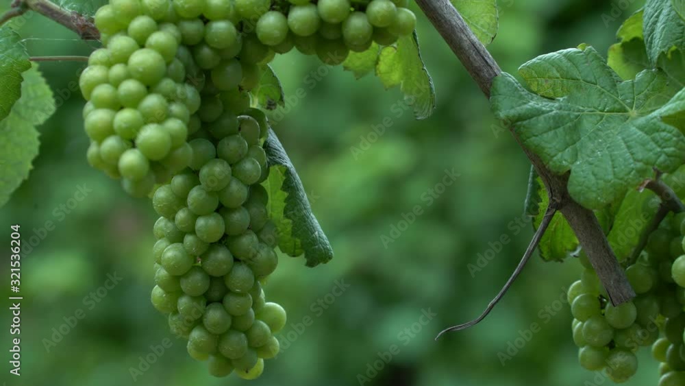 close-up of bunch of green grapes in the vineyard close-up of bunch of green grapes in the vineyard