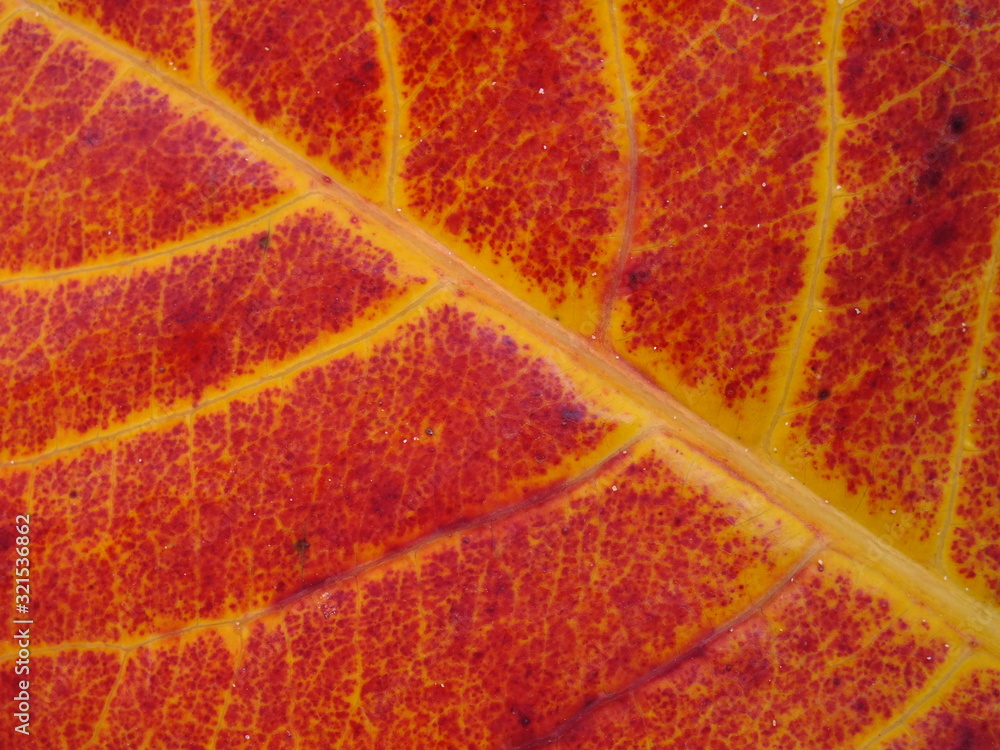 Obraz premium background macro image of red leaf with yellow veins