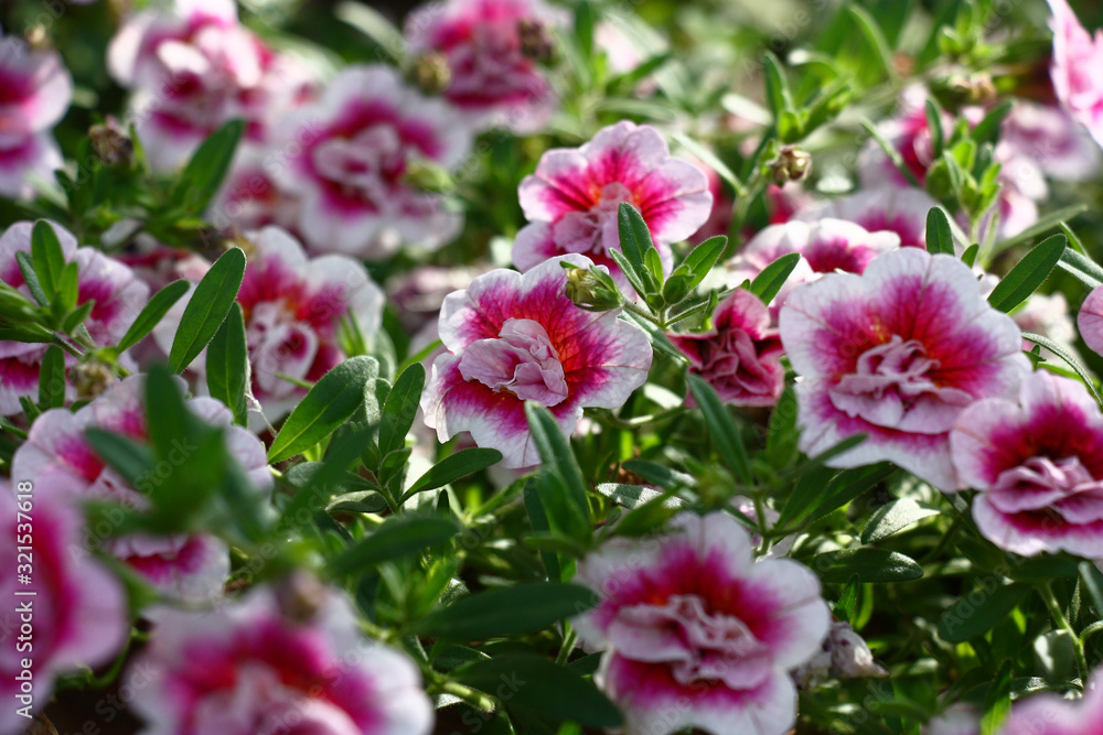 The blossoming surfinia plant with beautiful terry flowers unevenly is lit with a sunlight. The blossoming surfinia plant with beautiful terry flowers unevenly is lit with a sunlight.