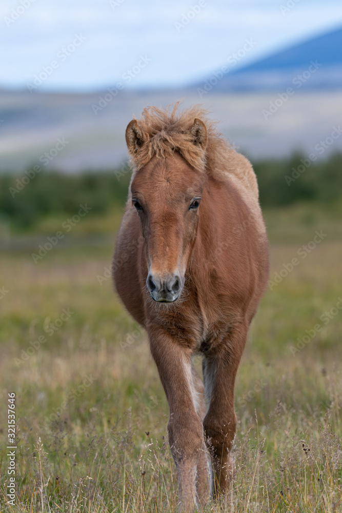 Obraz premium Icelandic brown horse walking in the wild 