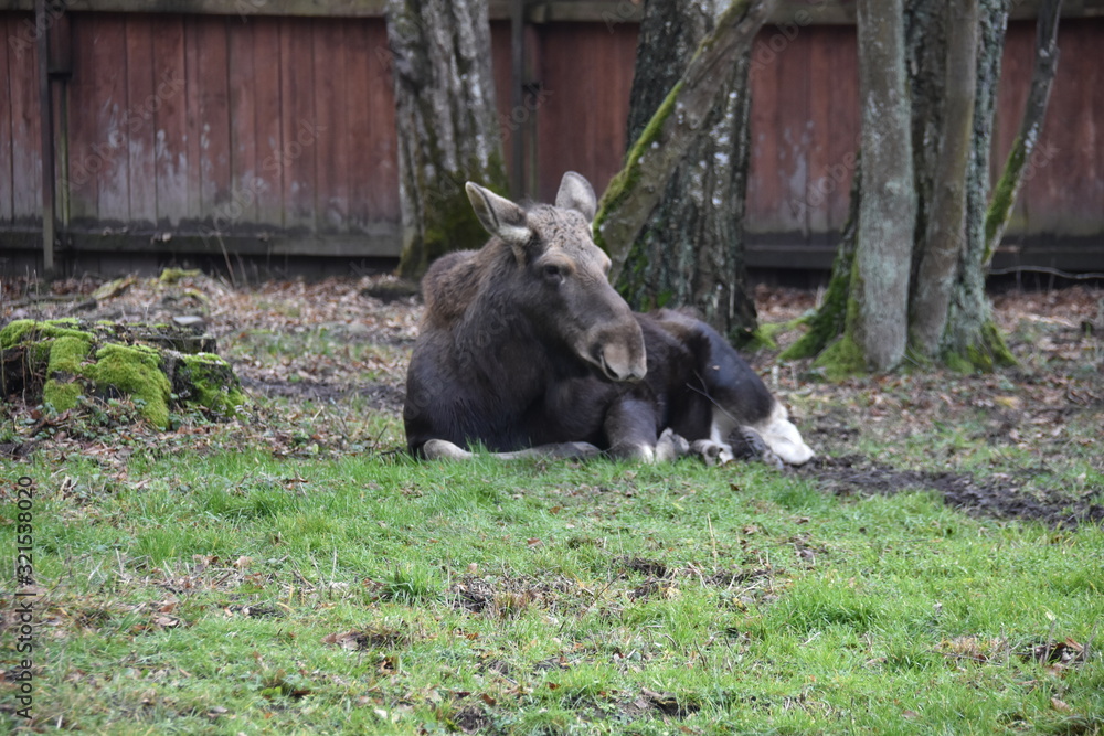 Fototapeta premium ANIMALS