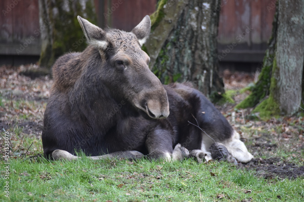 Fototapeta premium ANIMALS