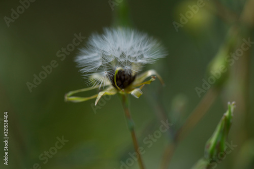 Blurred floral background. Beautiful texture of a white dandelion in the center of the frame. Green natural background. Texture of a fluffy dandelion. Horizontal  closeup  blur  cropped shot.