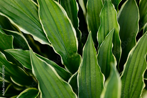 Floral background. Beautiful texture of green with white hosta leaves. Green natural background. Texture of green leaves. Horizontal, closeup, blur, cropped shot. Nature concept.