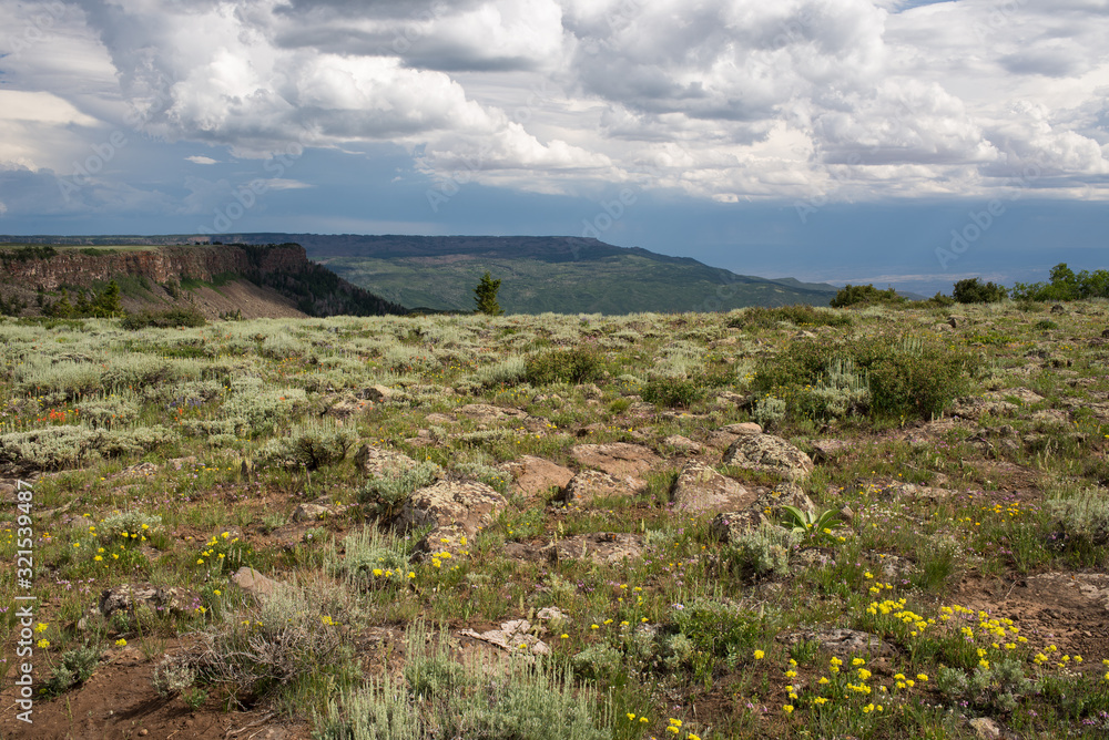 View Point on Grand Mesa National Forest Colorado has over 300 lakes. Wild flowers are in abundance in early summer. 