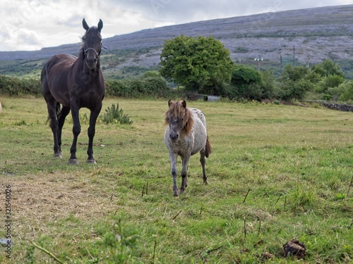 Mother horse and her grey foal on a green meadow in the Burren, County Clare, Ireland