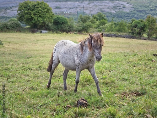 A grey horse foal on a green meadow in the Burren, County Clare, Ireland