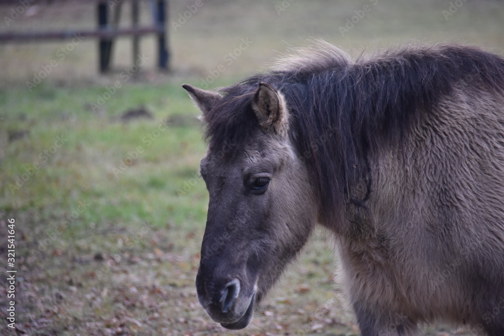 Obraz premium ANIMALS