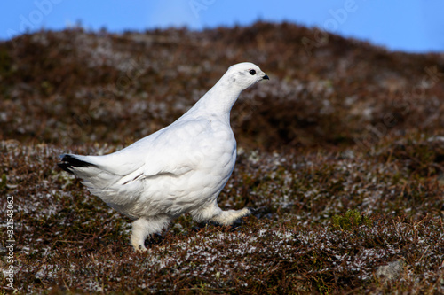 UK, Scotland, Rock ptarmigan (Lagopus muta) walking outdoors