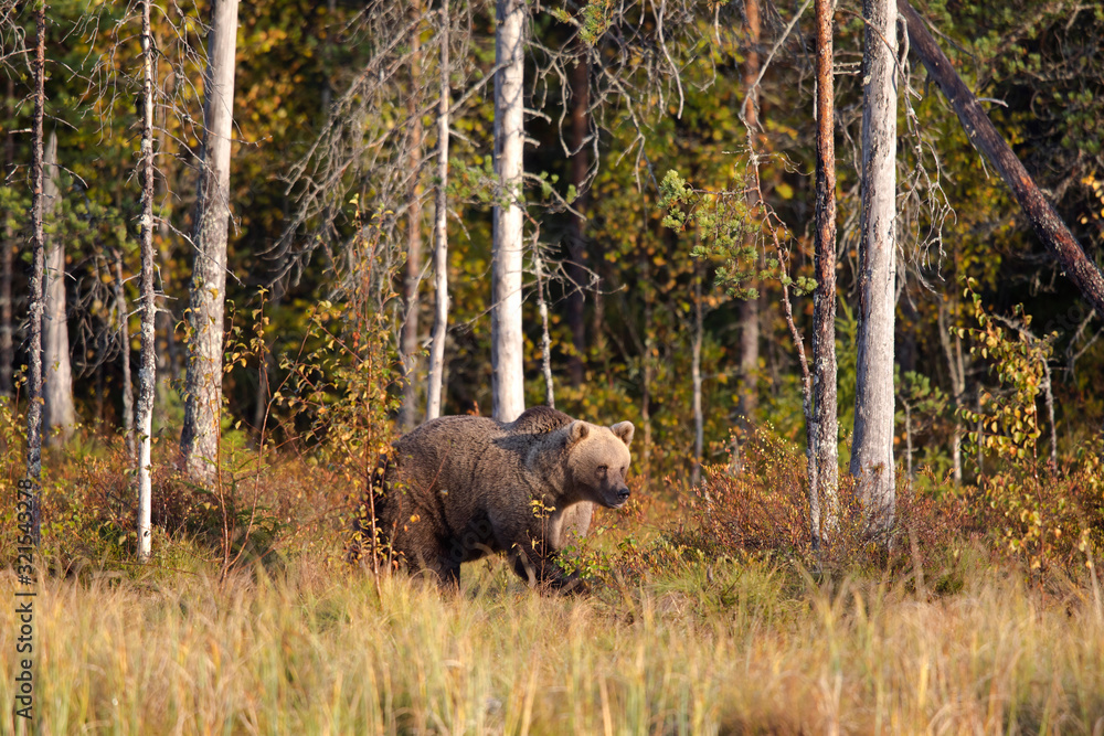 Finland, Kuhmo, Brown bear (Ursus arctos) in autumn boreal forest Finland, Kuhmo, Brown bear (Ursus arctos) in autumn boreal forest