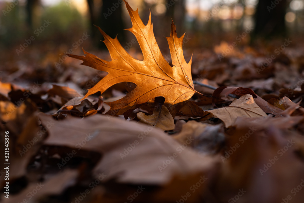 Falling leaves natural background. Beautiful autumn landscape with yellow trees and sun. Colorful foliage in the park. Autumn season concept. Falling leaves natural background. Beautiful autumn landscape with yellow trees and sun. Colorful foliage in the park. Autumn season concept.