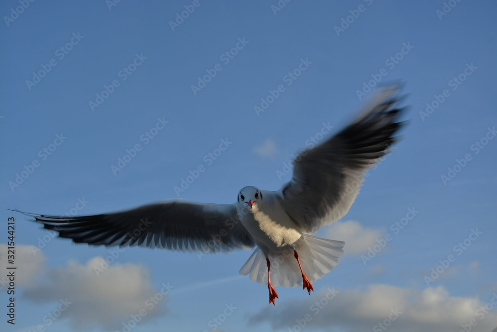 Fototapeta premium Möwe 