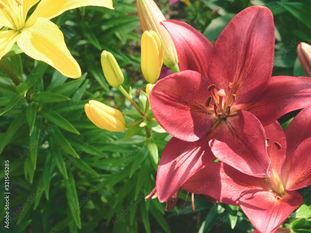 opened colorful Bud of a blossom Lily, in the bright sun. spring time opened colorful Bud of a blossom Lily, in the bright sun. spring time