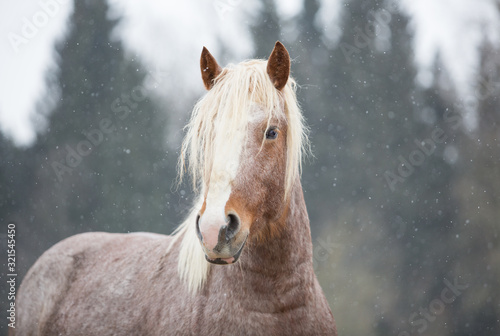 Horse portrait in winter © Nadezhda