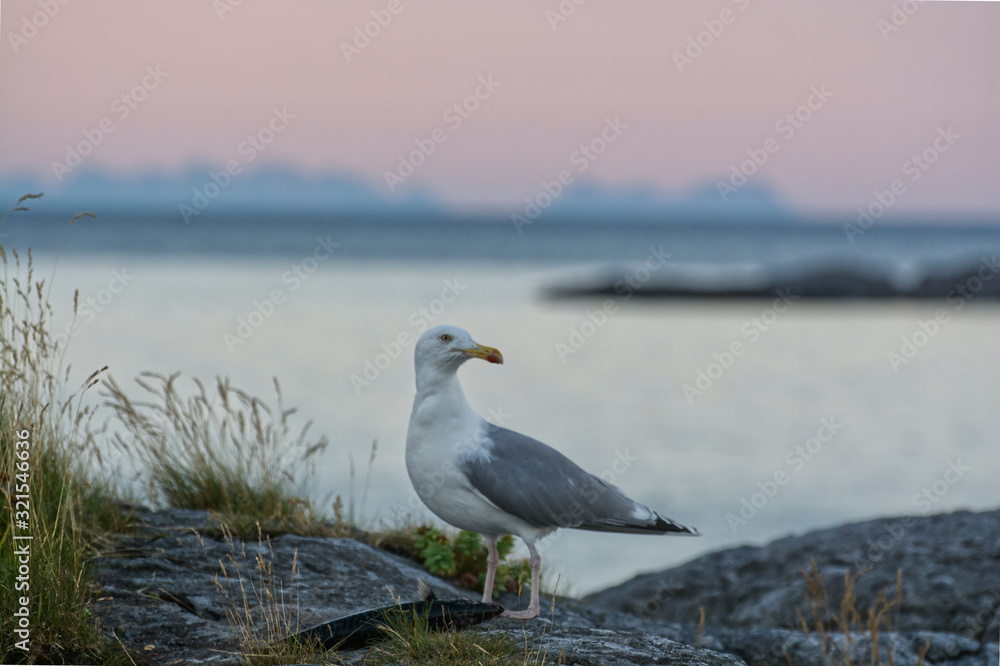 Fototapeta premium Fischfang in Norwegen