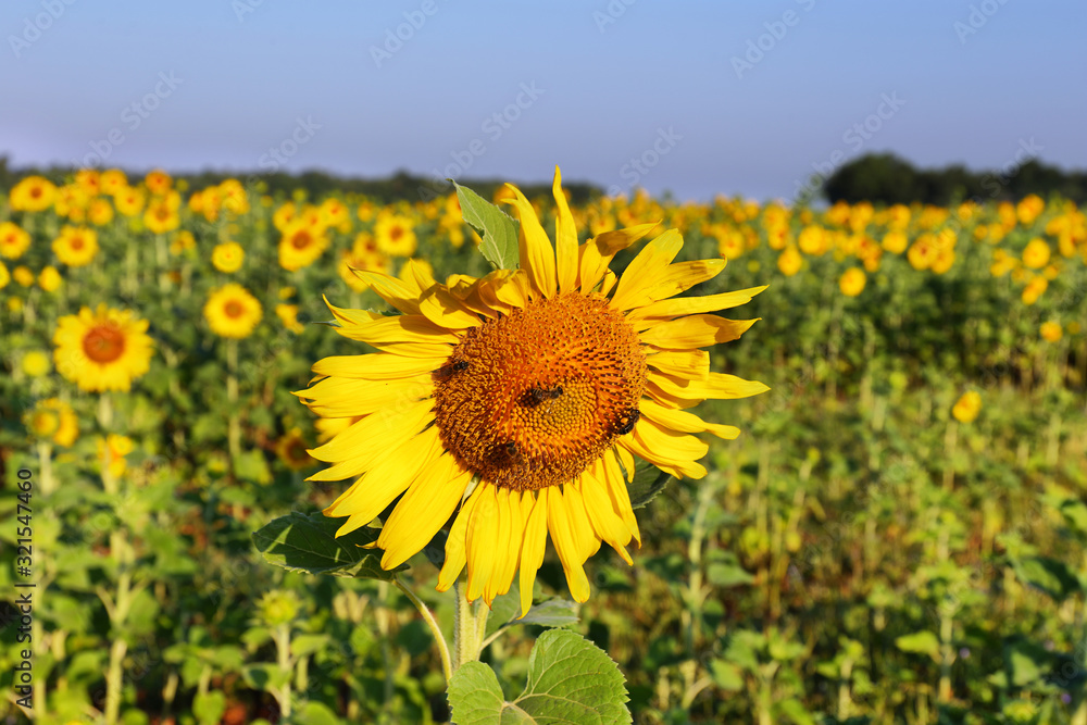 Fototapeta premium Close up of sunflowers field near Valensole, Provence, France