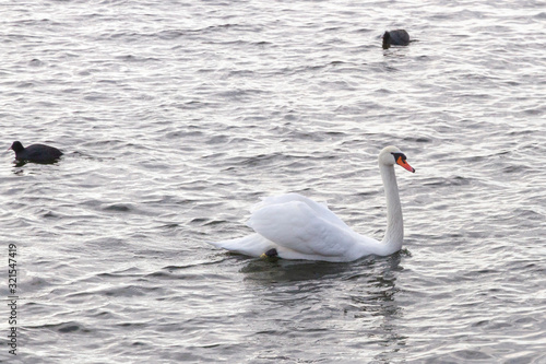 cisne con patos negros