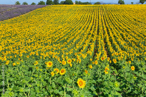 Sunflowers field and lavender field near Valensole, Provence, France photo