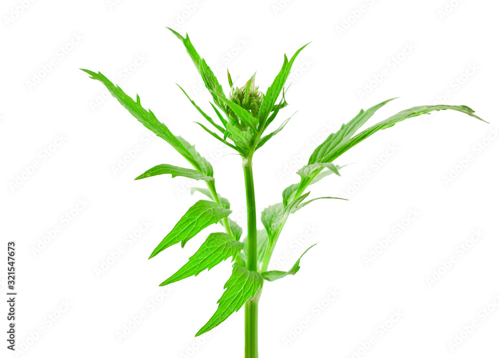 Valerian herb flower sprigs isolated on a white background. Valerian herb flower sprigs isolated on a white background.