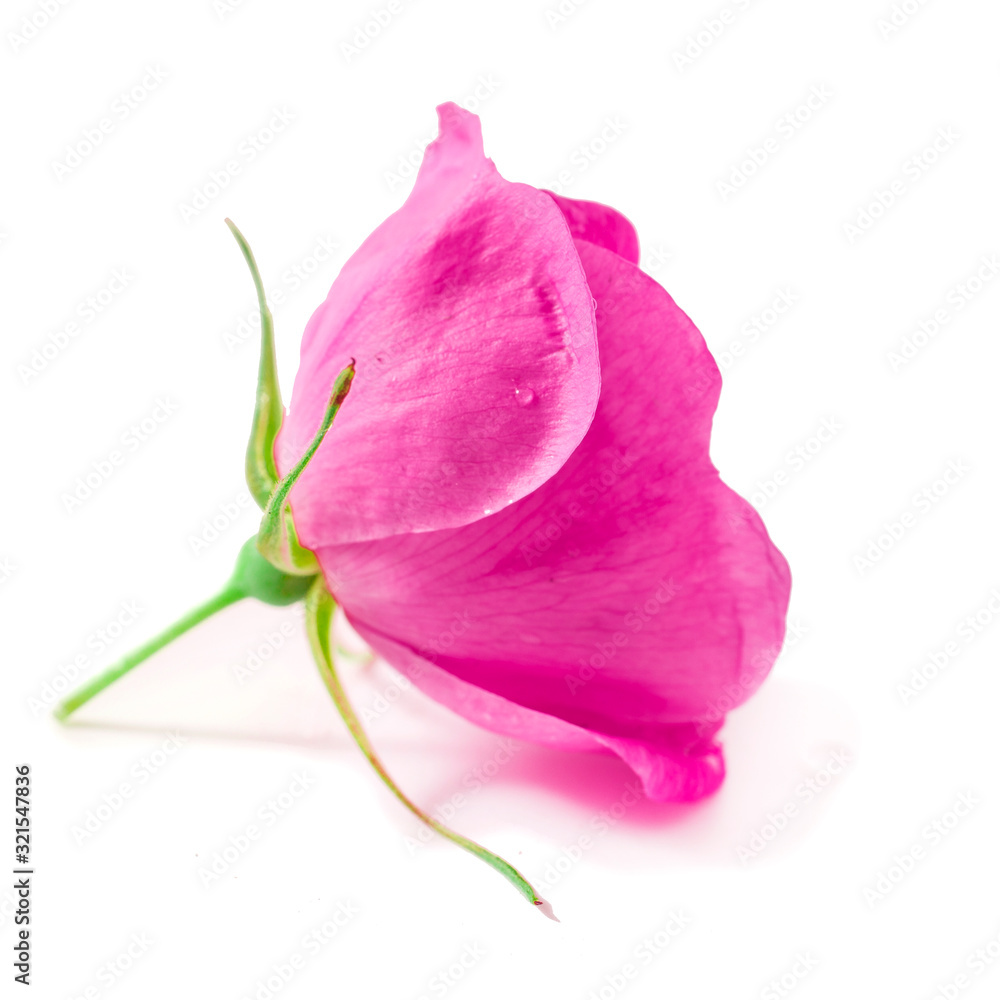 Rose flower with leaves isolated on a white background. Rose flower with leaves isolated on a white background.