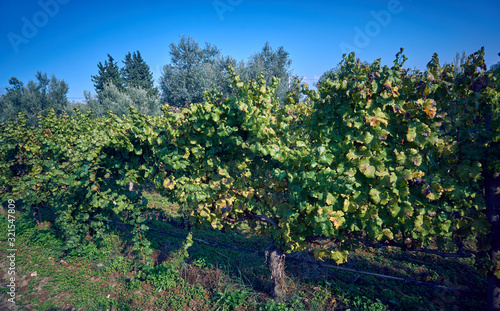 Fototapeta Naklejka Na Ścianę i Meble -  Vineyard in the early Autumn after harvesting
