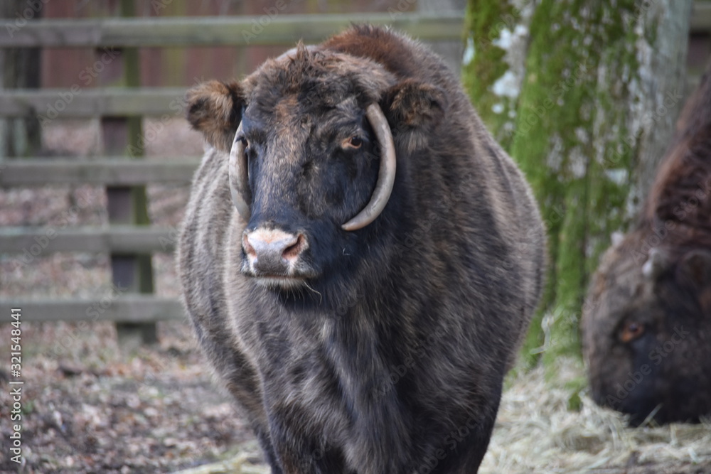 Fototapeta premium ANIMALS