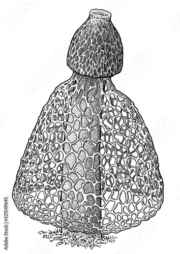 Bamboo mushroom, Phallus indusiatus illustration, drawing, engraving, ink, line art, vector photo