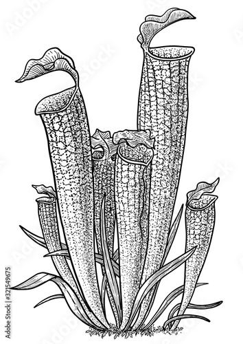 Carnivorous plant, pitcher plant illustration, drawing, engraving, ink, line art, vector