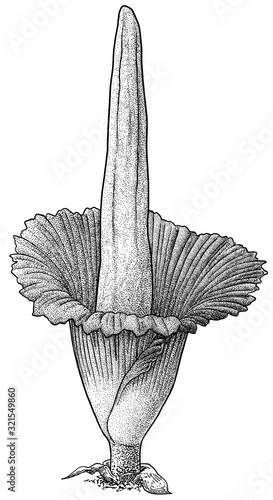 Titan arum illustration, drawing, engraving, ink, line art, vector