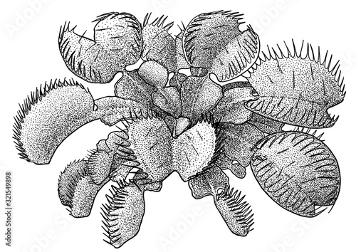 Stampa su tela Venus flytrap illustration, drawing, engraving, ink, line art, vector