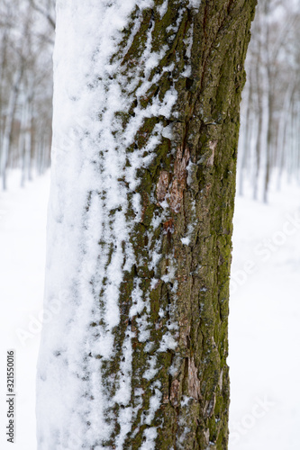 close-up of tree trunk covered with snow