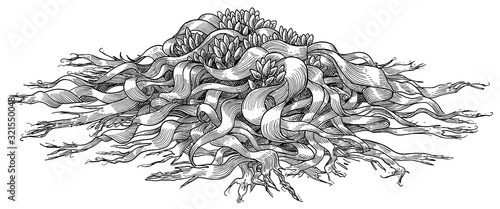 Welwitschia illustration, drawing, engraving, ink, line art, vector