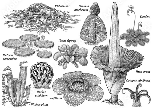 Fotótapéta Weird plant collection illustration, drawing, engraving, ink, line art, vector