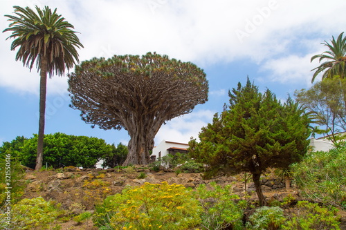 dragon tree