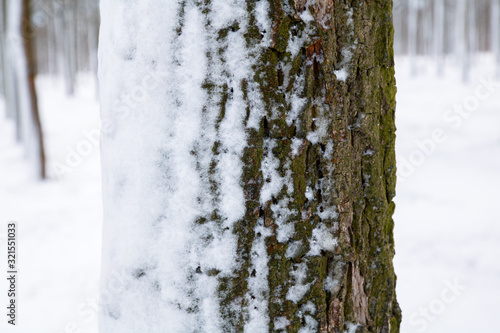 close-up of tree trunk covered with snow