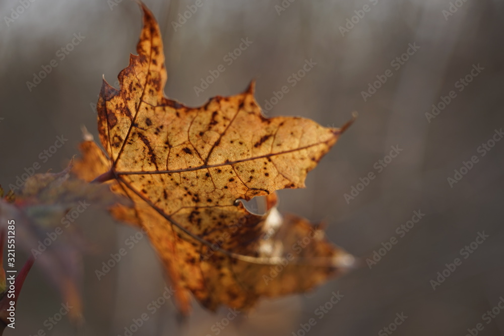 Brown autumn maple leaf on a branch closeup. Brown autumn maple leaf on a branch closeup.