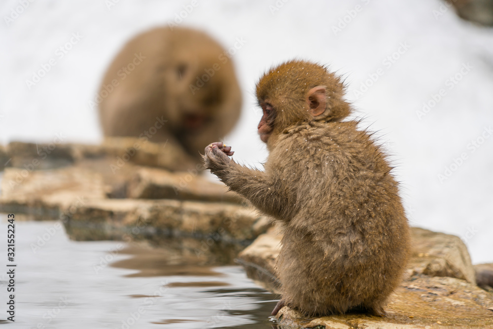 Japanese baby Snow Monkeys stay around the Hot Spring among Snowy Mountain in Jigokudani Snow Monkey Park (JIgokudani-YaenKoen) at Nagano Japan on Feb. 2019. Japanese baby Snow Monkeys stay around the Hot Spring among Snowy Mountain in Jigokudani Snow Monkey Park (JIgokudani-YaenKoen) at Nagano Japan on Feb. 2019.