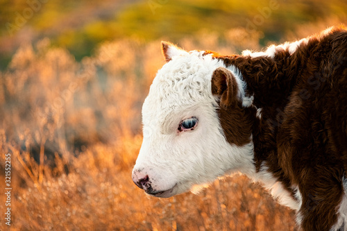 Hereford calf on farm closeup. photo