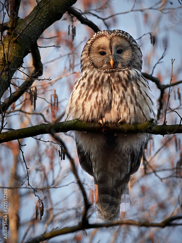 Ural Owl/Strix uralensis sitting on a bramch. photo