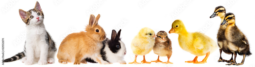 Fototapeta premium spring animals - little rabbits and little gosling ,,chickens and kitten