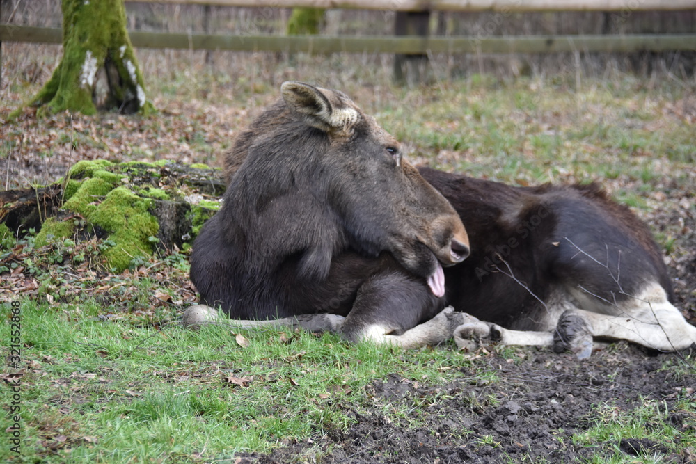 Fototapeta premium poland