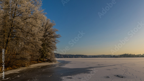 Bäume am Seeufer