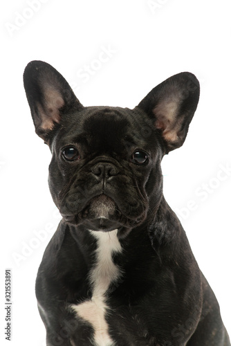 black french bulldog on a white background. Portrait of a dog. © mishadp